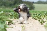 BEARDED COLLIE 049